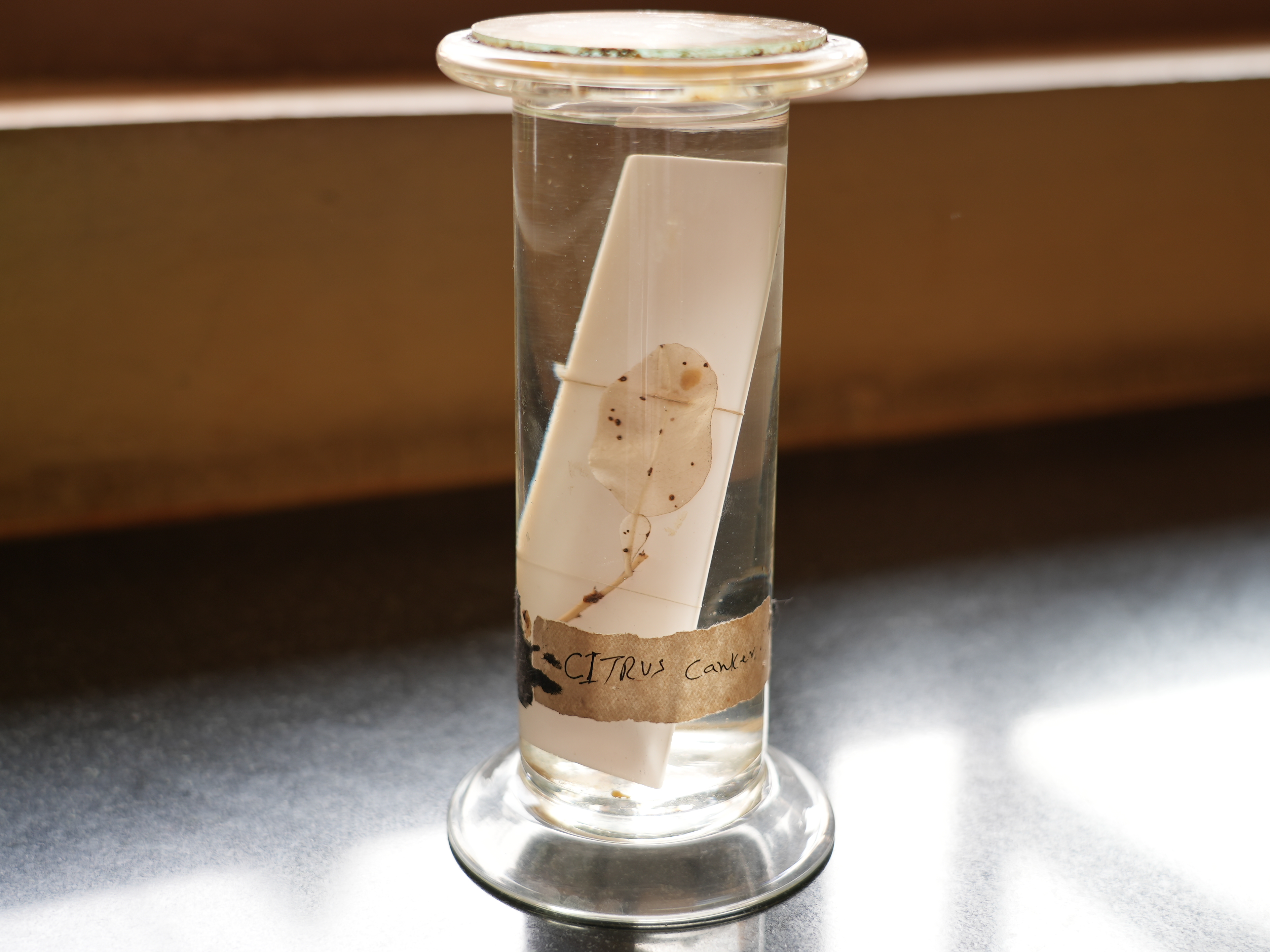 Citrus Canker