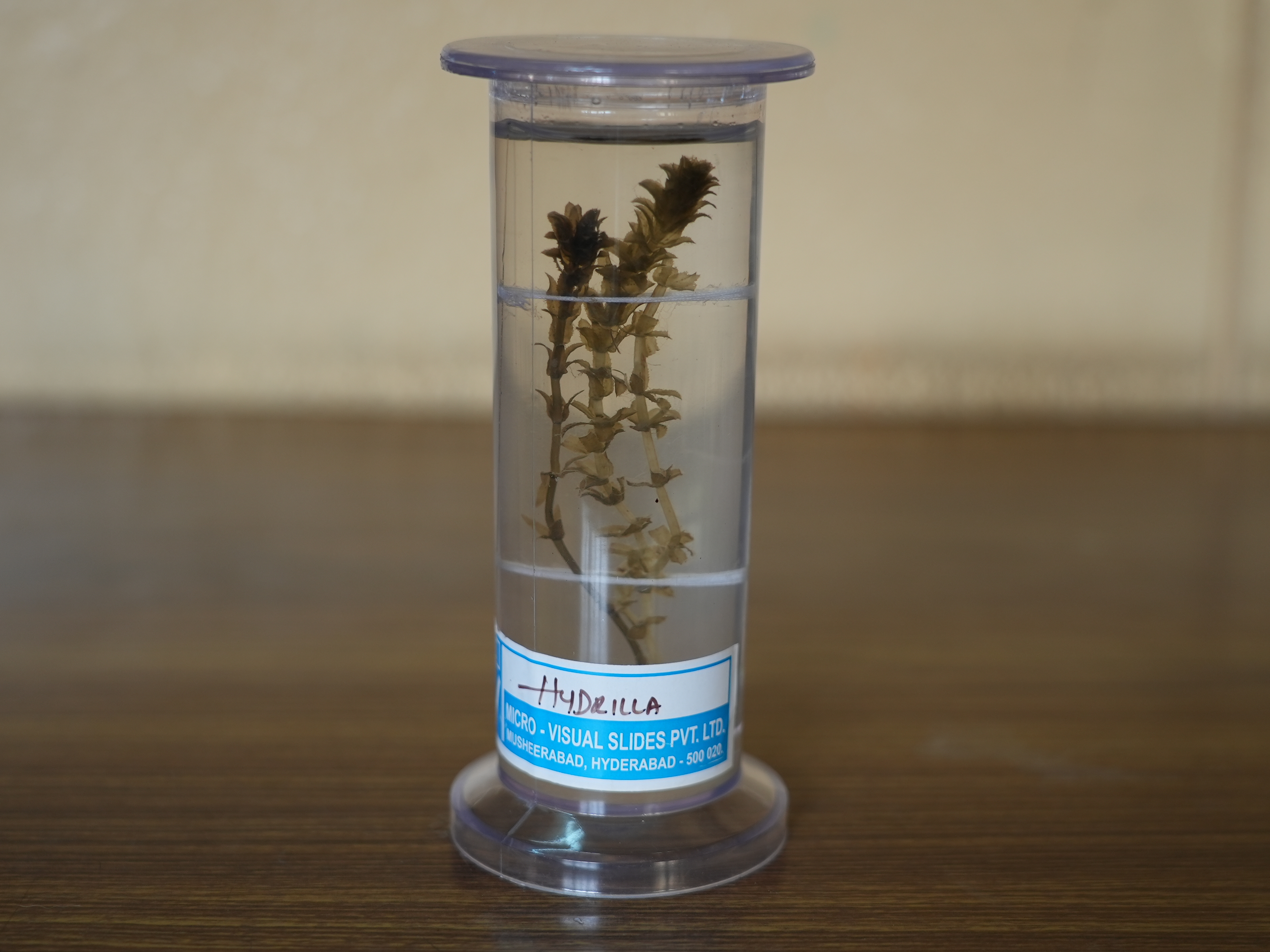  Hydrilla