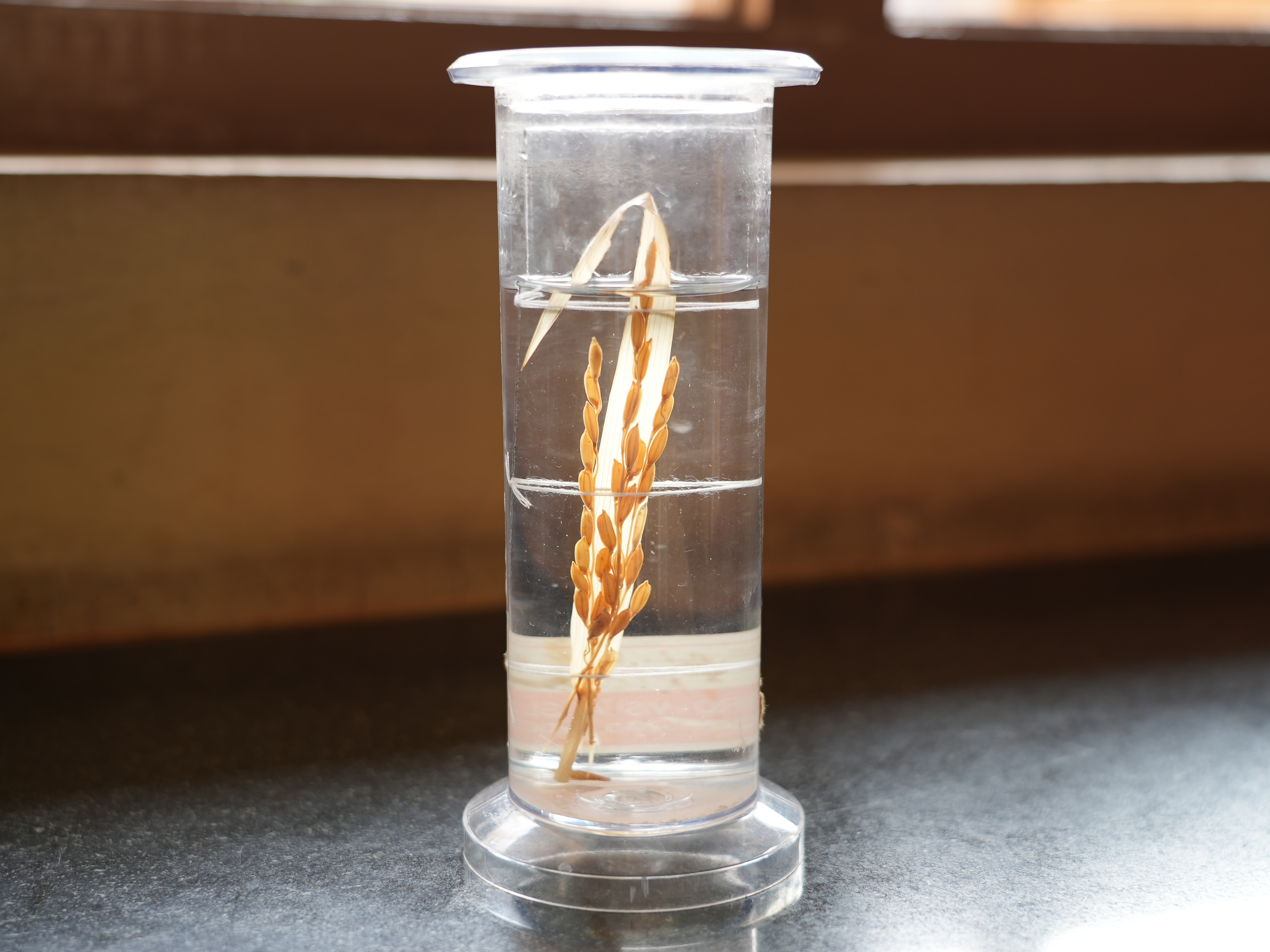 Leaf blight of rice
