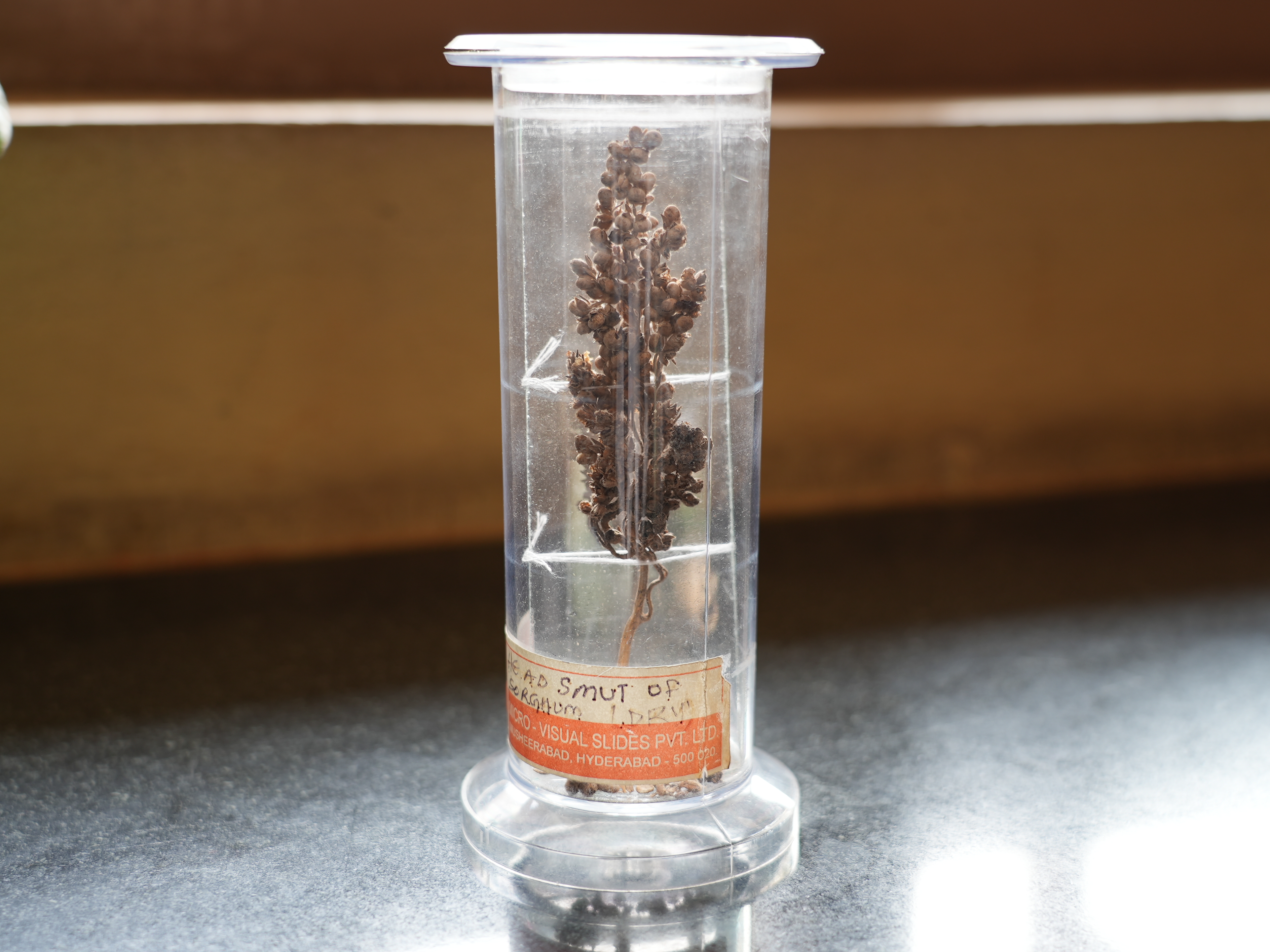 Head smut of sorghum