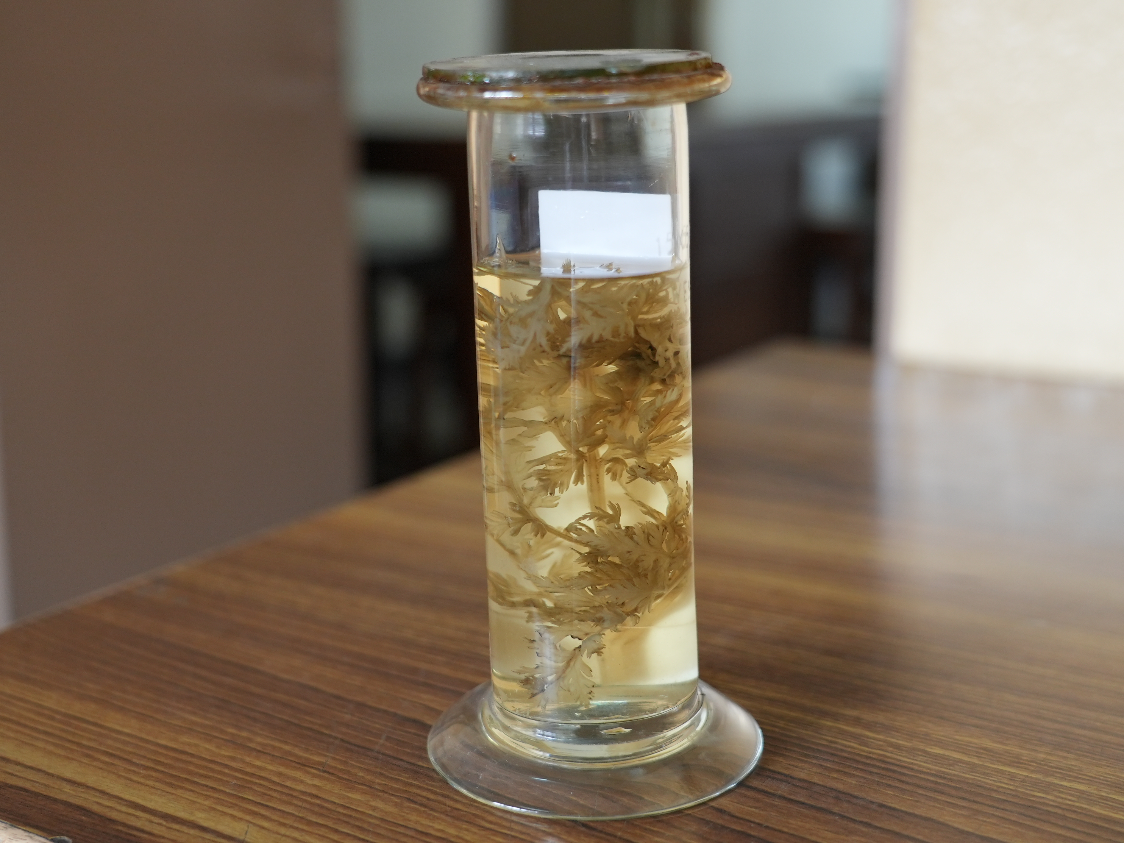 Botrychium