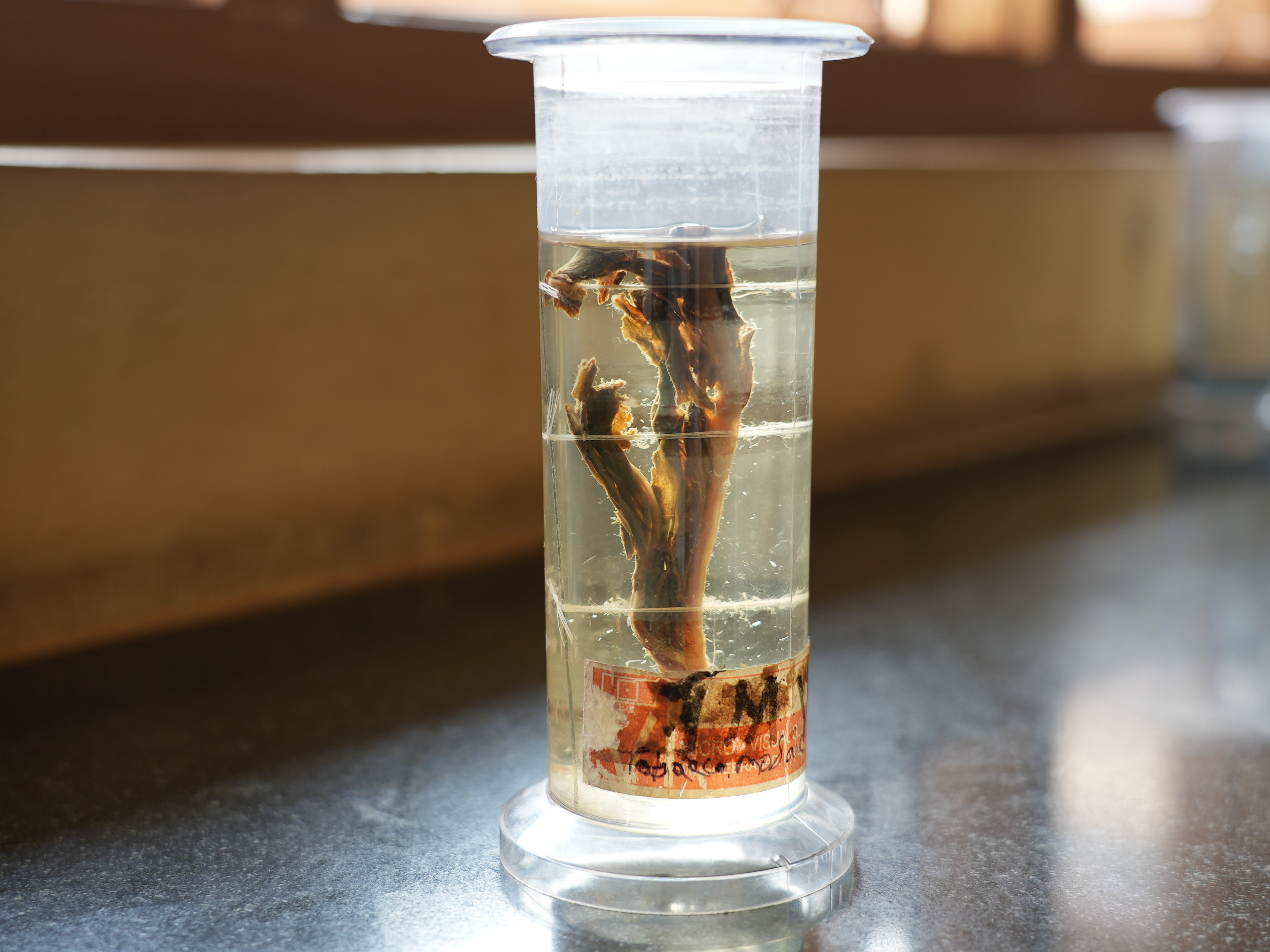 TMV (Tobacco mosaic virus)