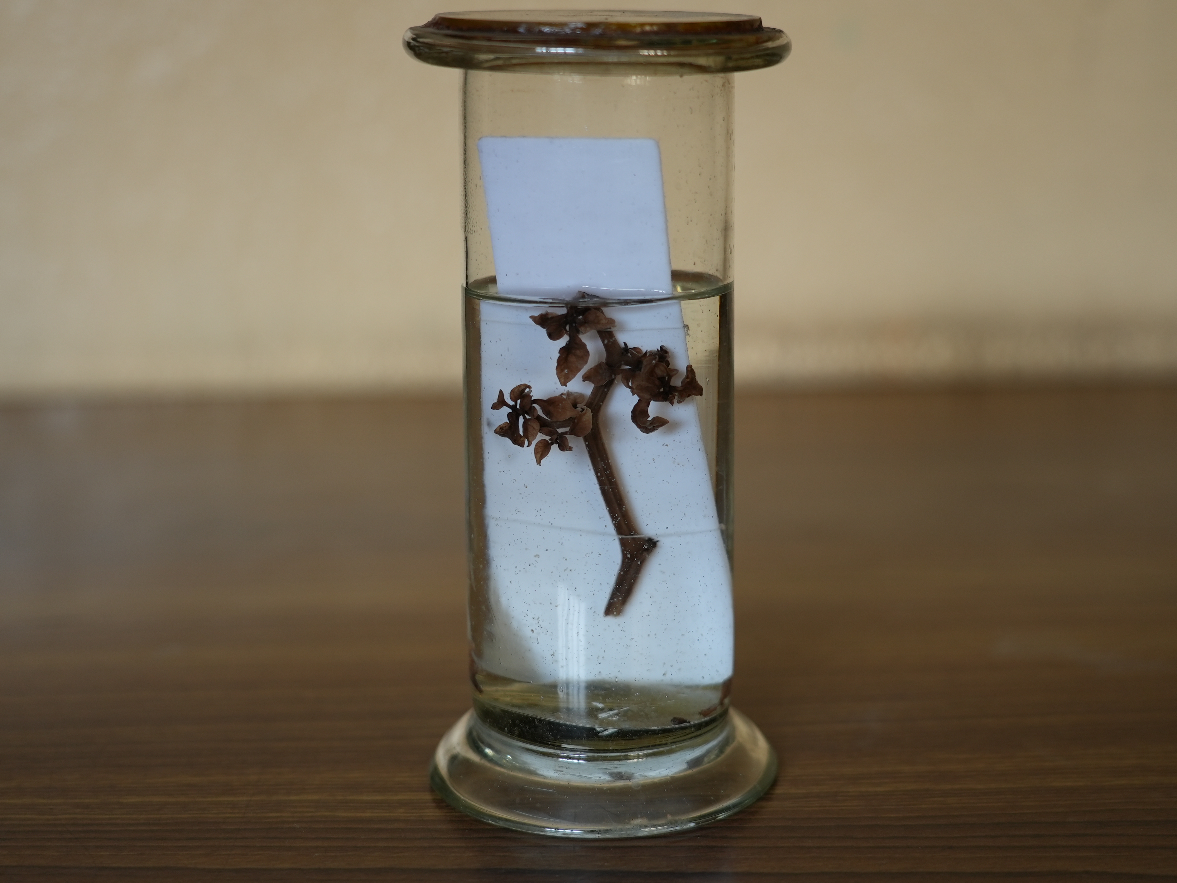 Chilli mosaic virus