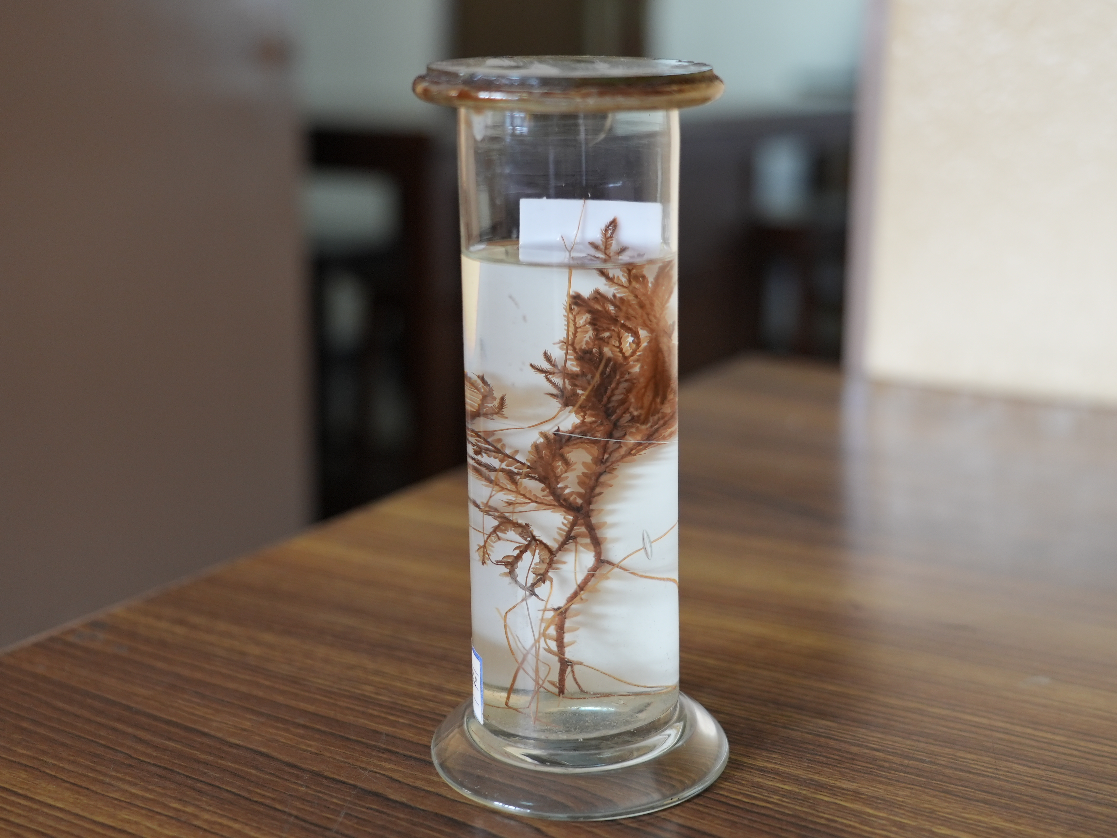 Selaginella